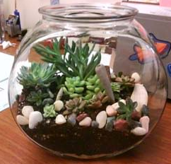 photo of a terrarium.
